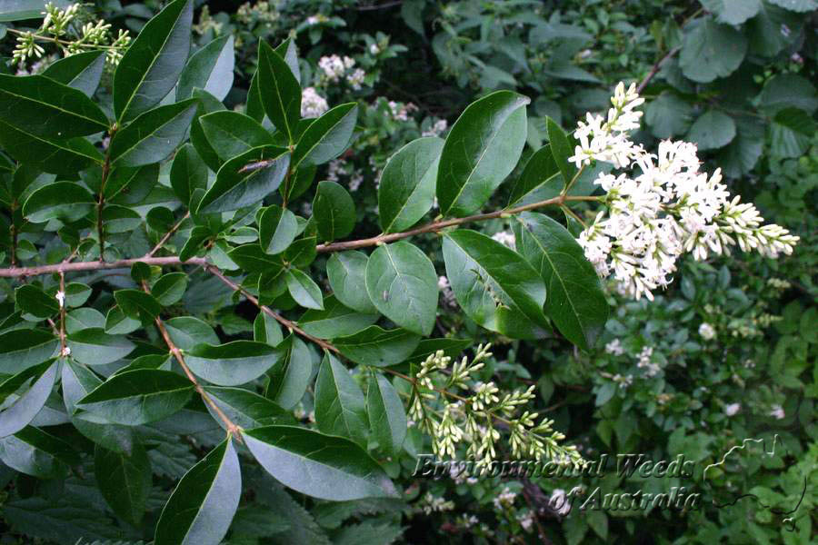 برگ نو معمولی